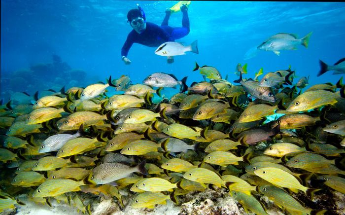 A snorkeler gliding over a school of fish