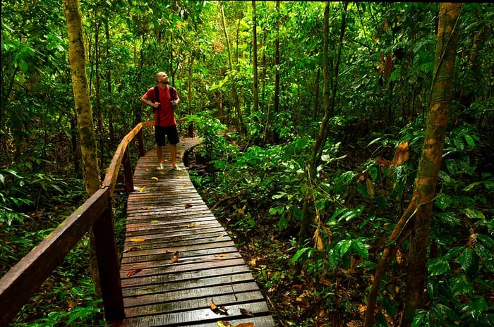 A hiker traverses a boardwalk in Gulung Mulu National Park, Borneo, Malaysia