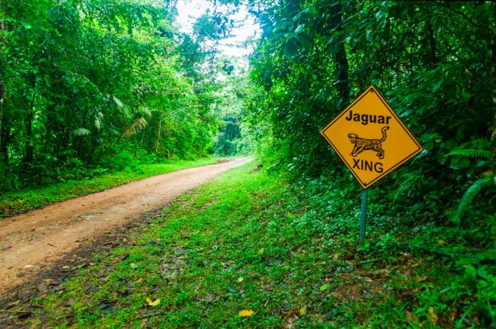 A yellow road sign featuring a jaguar silhouette alerts drivers to the possibility of jaguars crossing the road in the jungle.