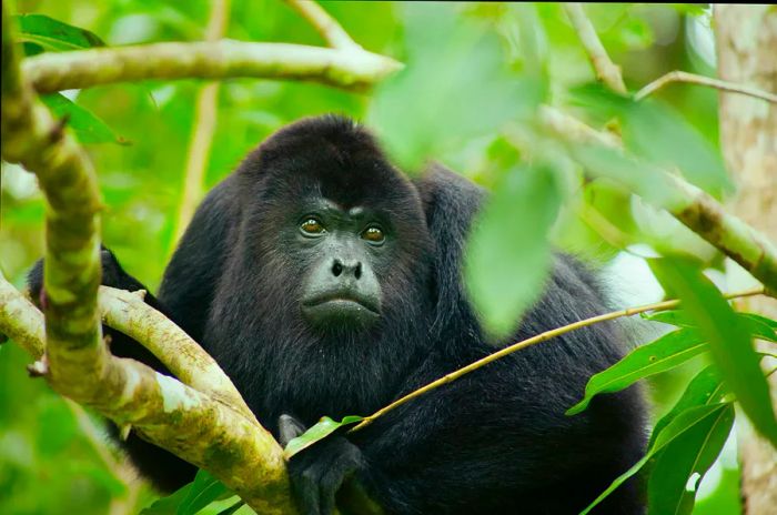 A howler monkey perched among the branches at the Community Baboon Sanctuary in Belize