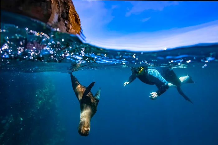 Galápagos sea lion swimming at Guy Fawkes Islets, Galápagos Islands, Ecuador