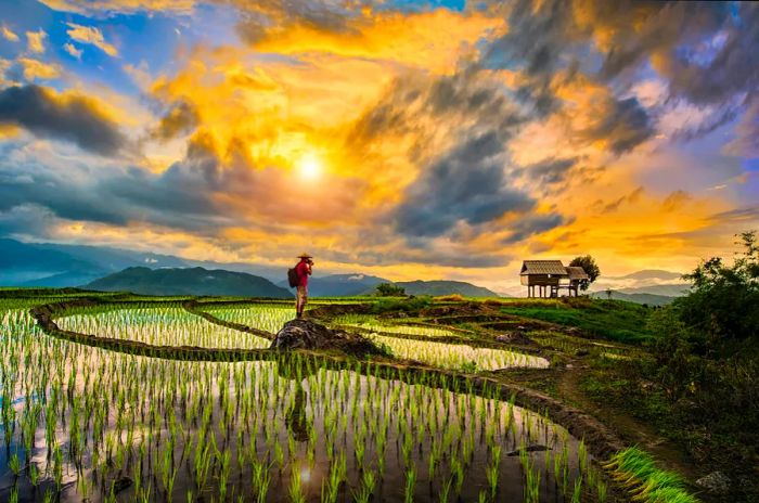 A photographer captures the stunning steps of a rice terrace paddock at sunset in Chiangmai, Thailand.