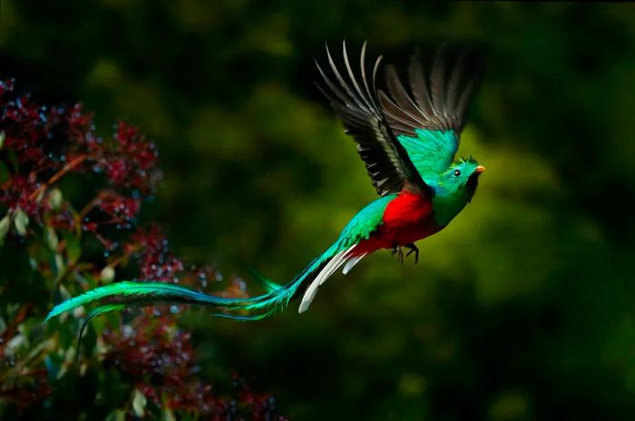 A quetzal soaring through the Central American rainforest