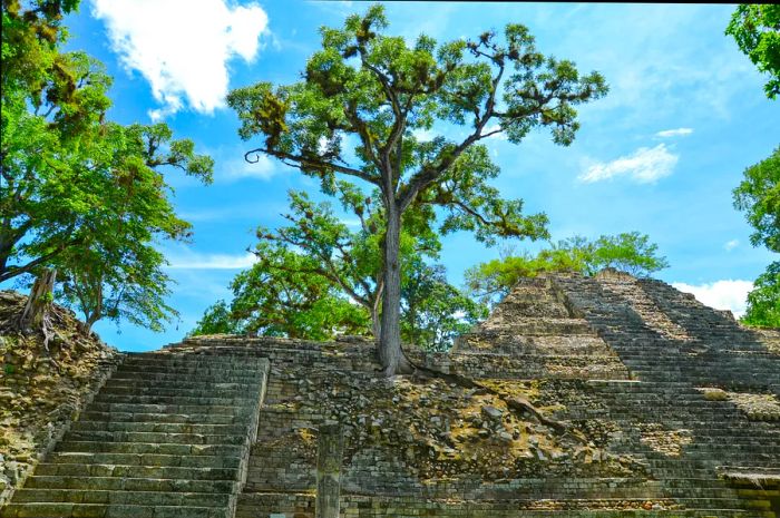 Trees rise from a crumbling pyramid at Copán, Honduras.