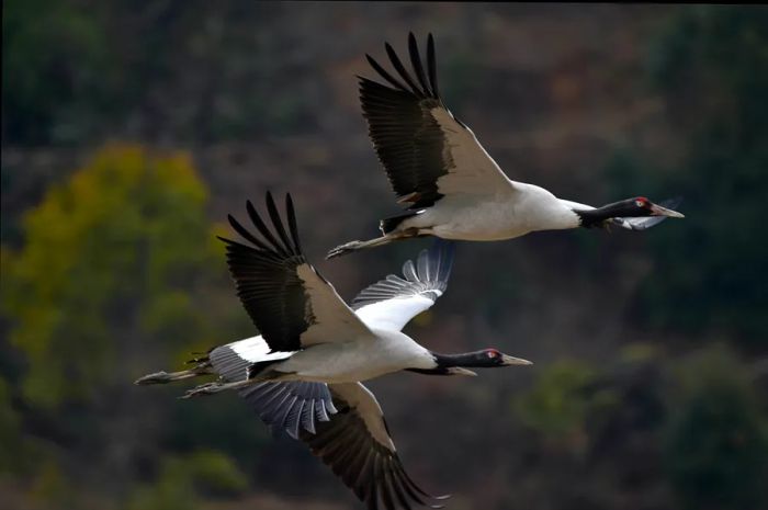 Black-necked cranes at Trahiyangtse, eastern Bhutan