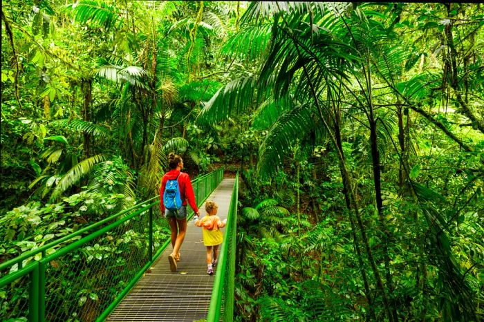 Costa Rica rainforest