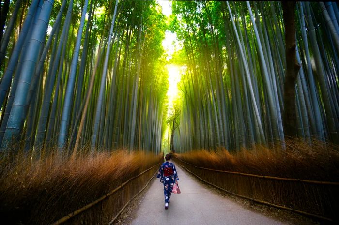 The Arashiyama bamboo groves in Kyoto