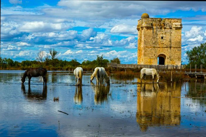 White horses drink in front of the Tour Carbonnière, located in Saint Laurent d’Aigouze, Camargue, France.