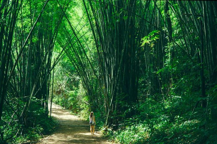 A woman exploring the bamboo forest in Khao Sok National Park, Thailand