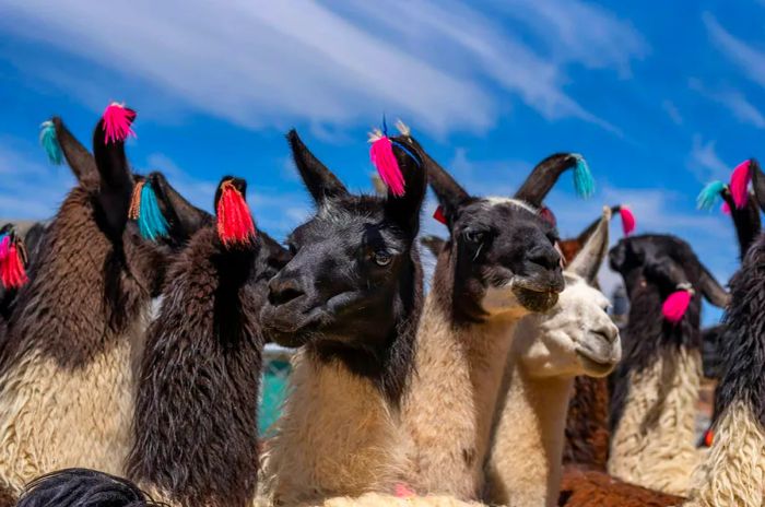 Bolivian llamas at a market in Potosi