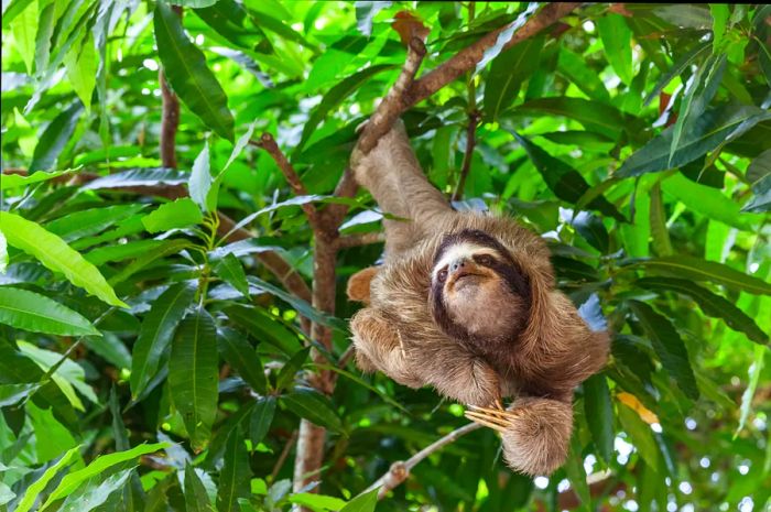 A sloth rests in a tree within a forested area in Panama