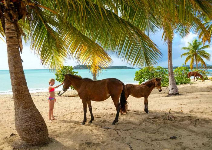 A young girl interacts with horses on a beach in Puerto Rico