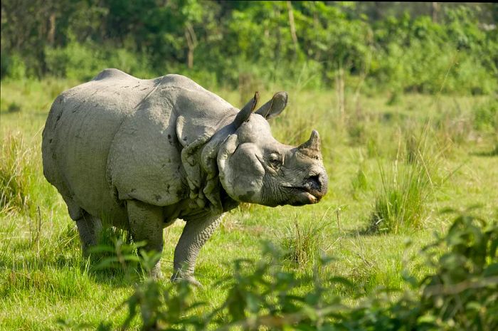 An Indian Rhino munches on grass in the outskirts of Chitwan National Park, southern Nepal.