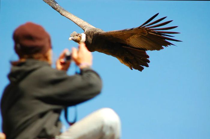 A photographer poses with a condor in Colca Canyon, Peru.