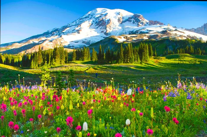 A vibrant field of wildflowers stretches out with a mountain backdrop.