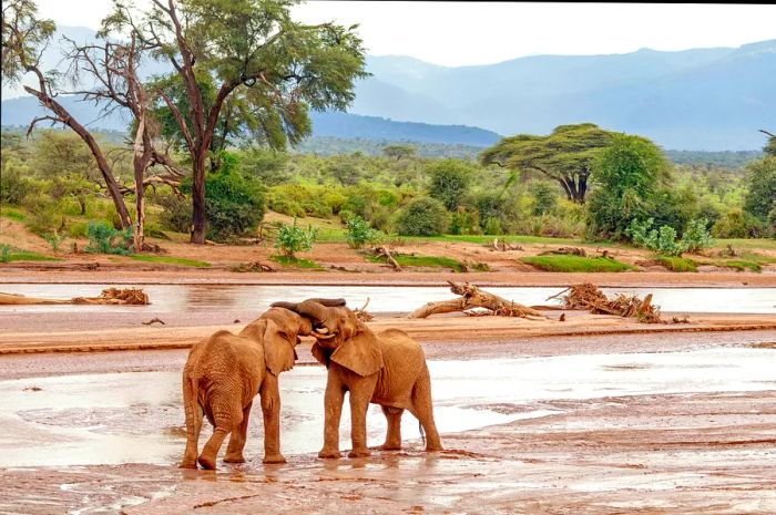 Two young elephants engage in playful sparring near a water hole in a national park.