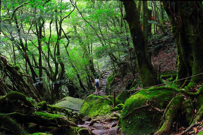 A hiker seen from behind navigating through thick, ancient woods, with gnarled tree roots winding over the path.