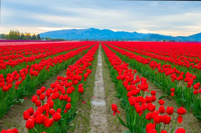 Fields of vibrant red tulips in Washington State