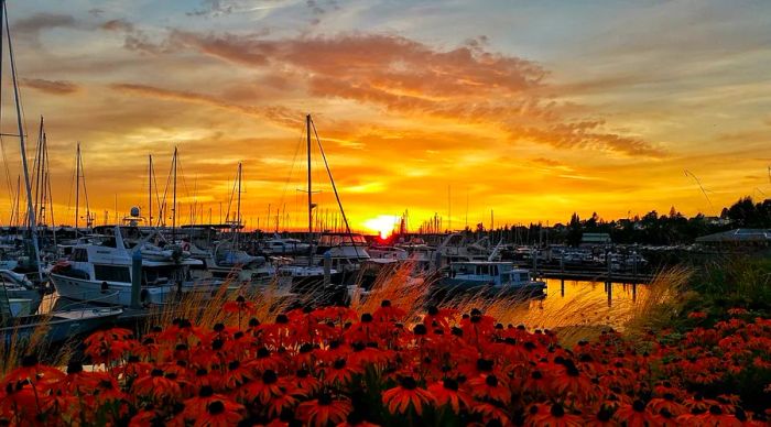 A late summer sunset casts a warm glow over the marina in Bellingham, Washington, where boats are docked and vibrant flowering bushes adorn the foreground.