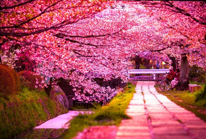 A pathway adorned with blooming pink cherry blossoms, where people relax on benches, admiring the beauty.