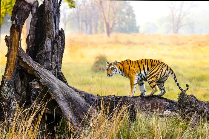 The national parks of Madhya Pradesh offer excellent opportunities to encounter tigers up close.