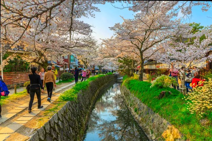 Visitors delight in the cherry blossoms along the Path of Philosophy in Kyoto