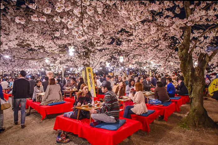 Visitors revel in the cherry blossoms during spring in Kyoto