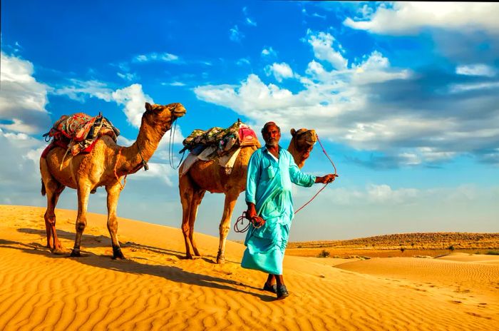 A camel safari provides an excellent opportunity to explore the desert landscape surrounding Jaisalmer.