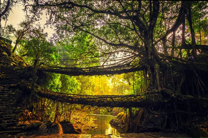 A traditional living tree root bridge near Nongriat village in Meghalaya.