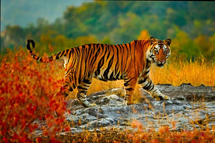 A majestic tiger traversing rocky terrain in Bandhavgarh National Park