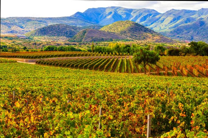 Breathtaking view of the high-altitude Bolivian vineyards in Tarija, situated between 1700 and 3000 meters above sea level