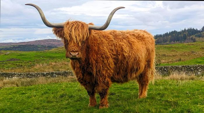 highland-coos-amy-lynch.jpg