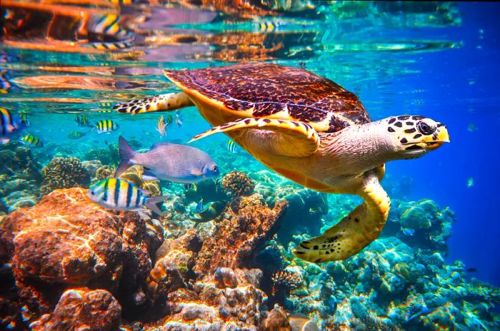 A hawksbill turtle (Eretmochelys imbricata) glides gracefully underwater next to a vibrant coral reef in the Indian Ocean surrounding the Maldives.