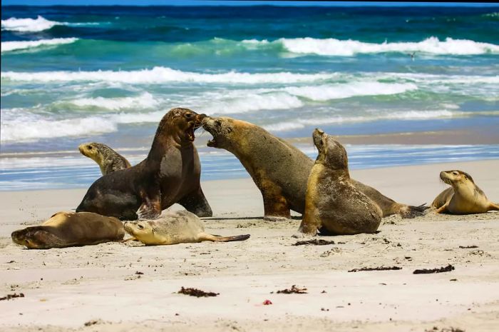 A group of sea lions frolic, lounge, and playfully squabble on the beach.