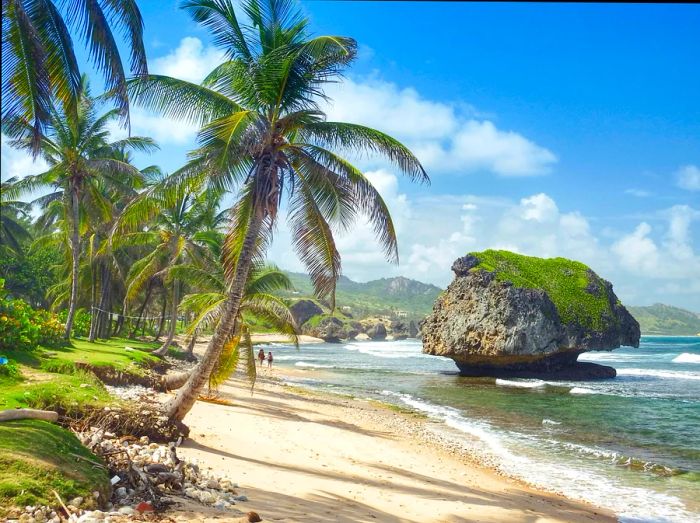 Palm trees gracefully lean towards the sea at Bathsheba, Barbados.