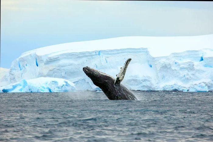 A whale breaches in the icy waters of Antarctica