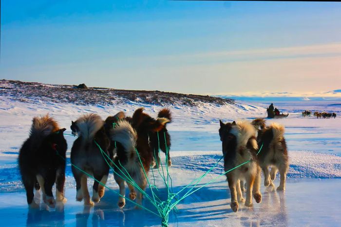 A picturesque view of sled dogs in the snow, Ittoqqortoormiit, Greenland