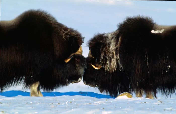 Two musk ox bulls battle on Ellesmere Island, Nunavut, Canada