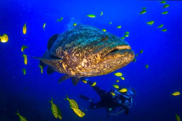 A diver captures a large giant potato grouper swimming near the Coiba Islands in Panama, surrounded by a school of yellow fish.