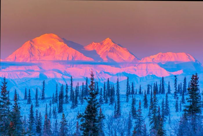 Denali (formerly known as Mt. McKinley) bathed in alpenglow on a clear morning, Alaska, USA