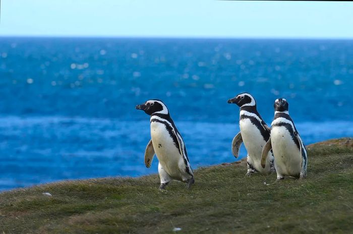 Magellanic penguins along the shore of Magdalena Island, Strait of Magellan, near Punta Arenas, Chile