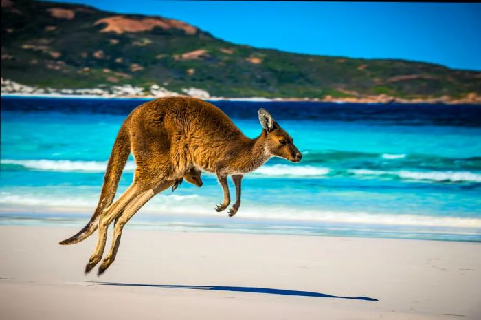 A kangaroo with a joey in its pouch hops across the sandy beach.