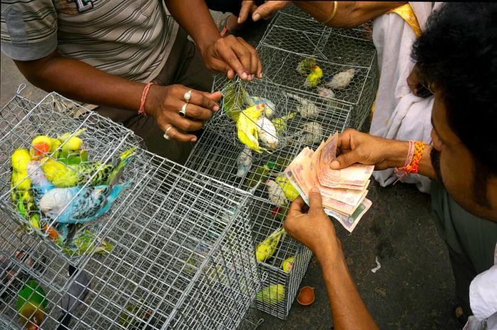 A buyer purchasing vibrant birds at the Kolkata pet market, Kolkata, West Bengal, India