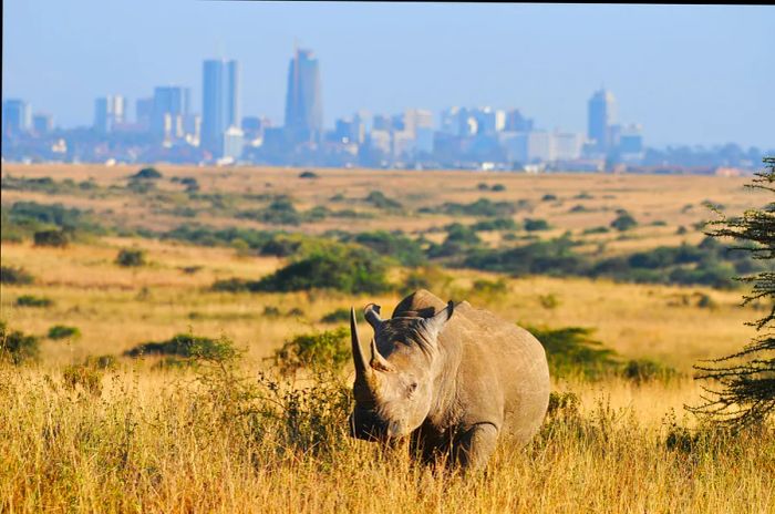 A rhino roams in Nairobi National Park, framed by the city's skyline in the background.