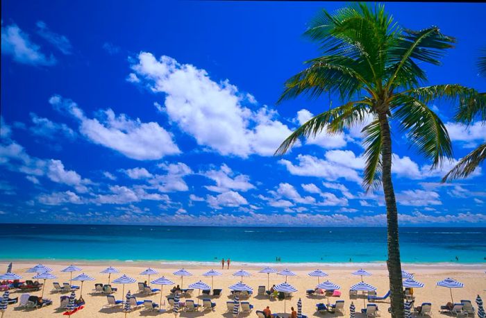 Lounge chairs beneath blue-and-white striped umbrellas at Elbow Beach in Bermuda