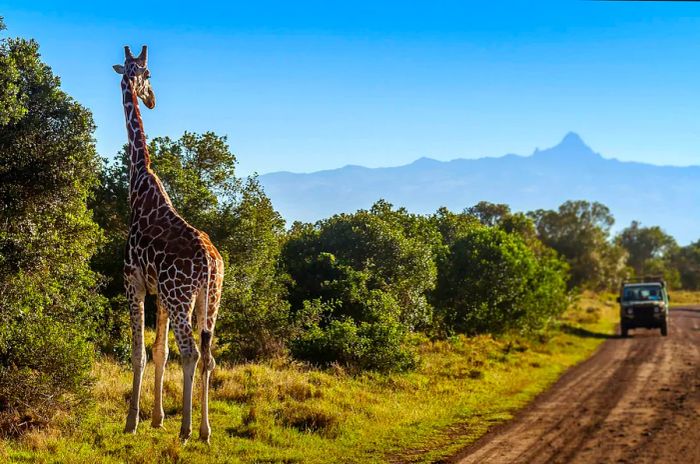 A 4WD vehicle navigates a dirt road through a national park while a giraffe observes from the roadside