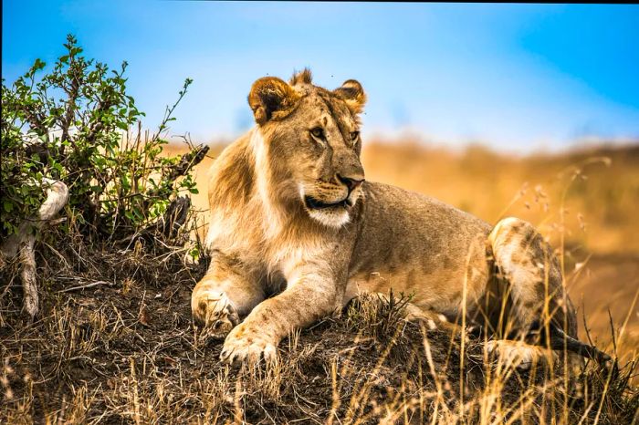 A lion in the Masai Mara National Reserve, Kenya.