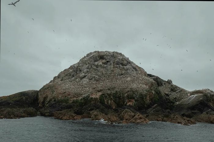 Gannets soaring above the Seven Islands archipelago