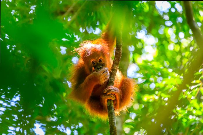 An orangutan perched in a tree, covering its mouth in the wilds of Indonesia