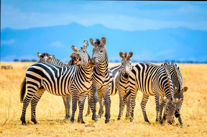 Zebras in Tarangire National Park, Tanzania